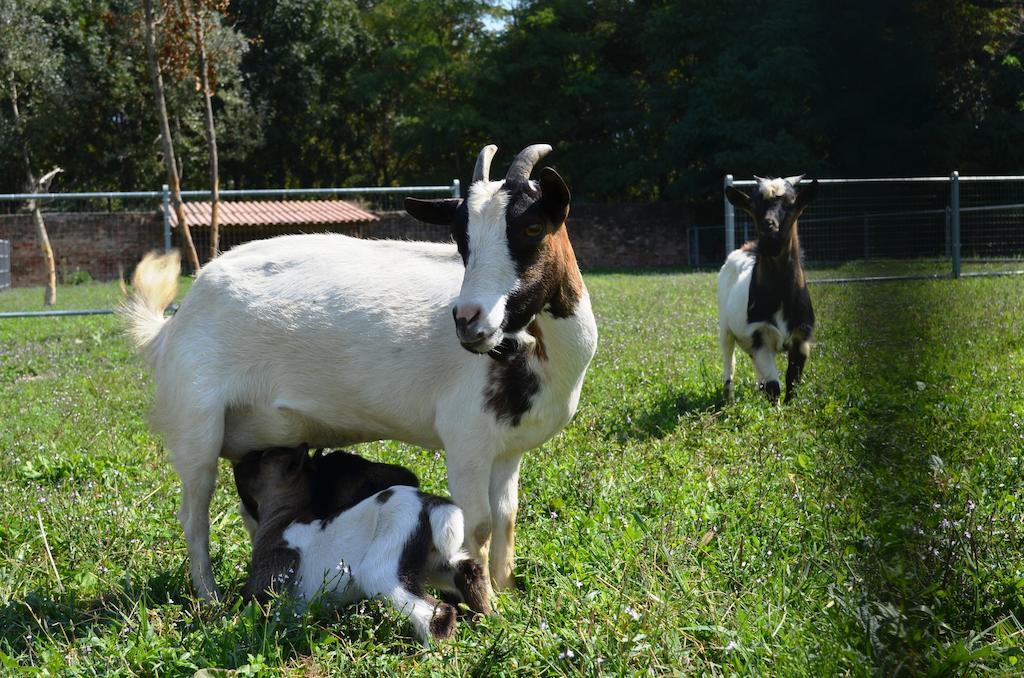 Agriturismo La Fraccina Spino d'Adda Bagian luar foto